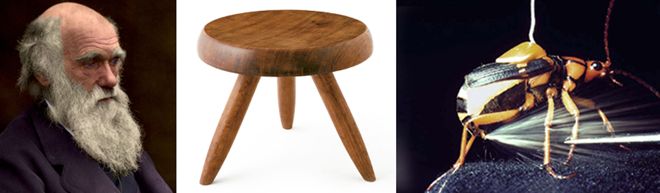 Darwin, three-legged stool, and Bombardier

Beetle.