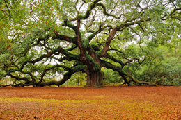 The tree of life.